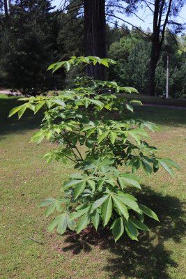 Aesculus turbinata - jírovec japonský - celek
